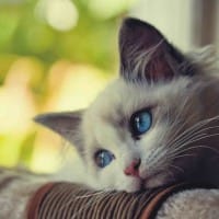 Ảnh đại diện Phạm Quỳnh D